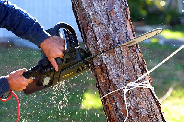 Reliable Waupun, WI Tree Care Solutions